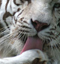 Le tigre blanc du zoo de Maubeuge - concours la poste - Ma région comme j'aime 2011
