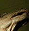 Iguanodon, Museum d'histoires naturelles, Lille, le 14 mai 2011 pour la Nuit des musées