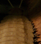 Cloporte géant, Museum d'histoires naturelles, Lille, le 14 mai 2011 pour la Nuit des musées