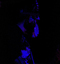 Milking the Goatmachine, 16 septembre 2011, Igelrock (Valenciennes)