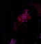Debauchery à L'Igelrock (Valenciennes), le 15 novembre 2011