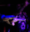 Nocturnal Depression - Igelrock - Valenciennes - 27-01-2012