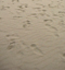Le sable de Boulogne, le 1er avril 2011