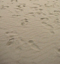 Le sable de Boulogne, le 1er avril 2011