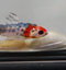 Yuni, le poisson rouge