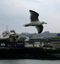 Mouette, Boulogne-sur-Mer, le 1er avril 2011 - photo 1