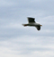 Mouette, Boulogne-sur-Mer, le 1er avril 2011 - photo 3