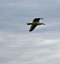 Mouette, Boulogne-sur-Mer, le 1er avril 2011 - photo 4